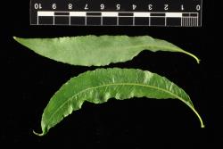 Salix acutifolia. Upper and lower leaf surfaces.
 Image: D. Glenny © Landcare Research 2020 CC BY 4.0